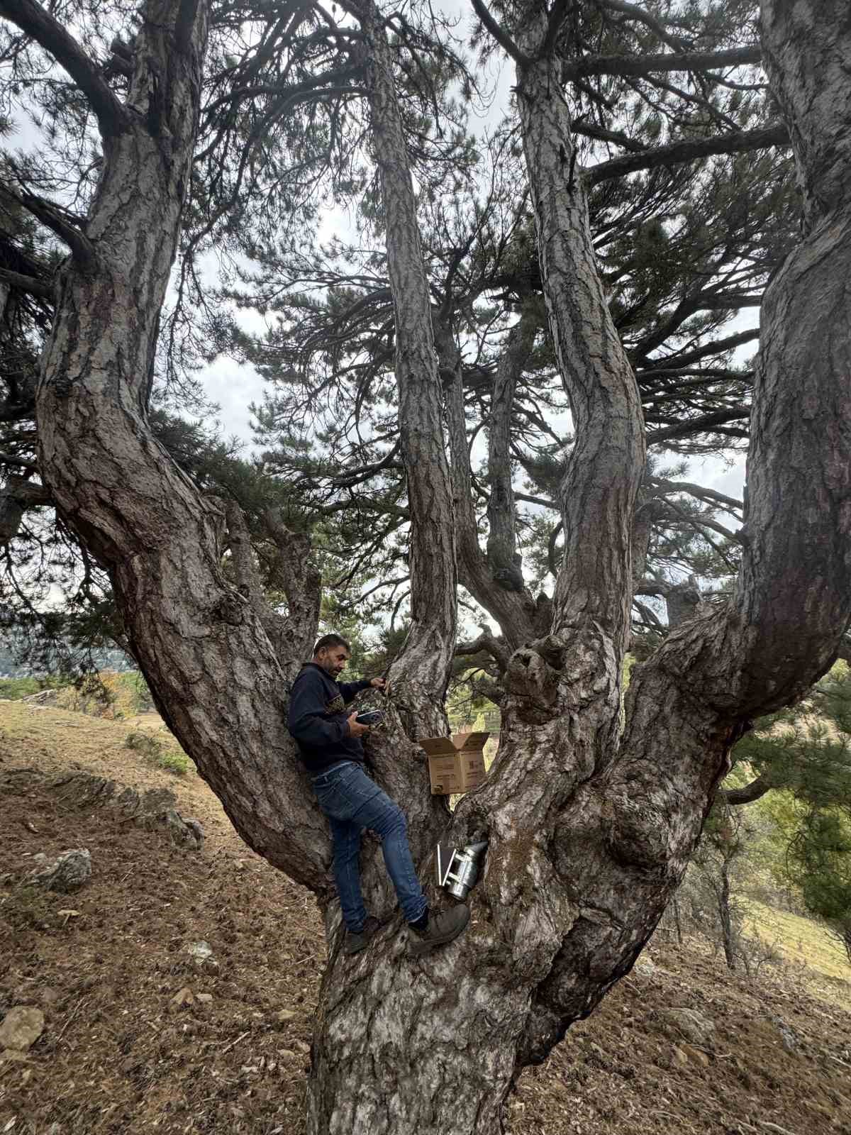 Kovanlarından ka&ccedil;an firari arıların izini s&uuml;r&uuml;p Toroslardaki doğal kovanları buluyorlar

