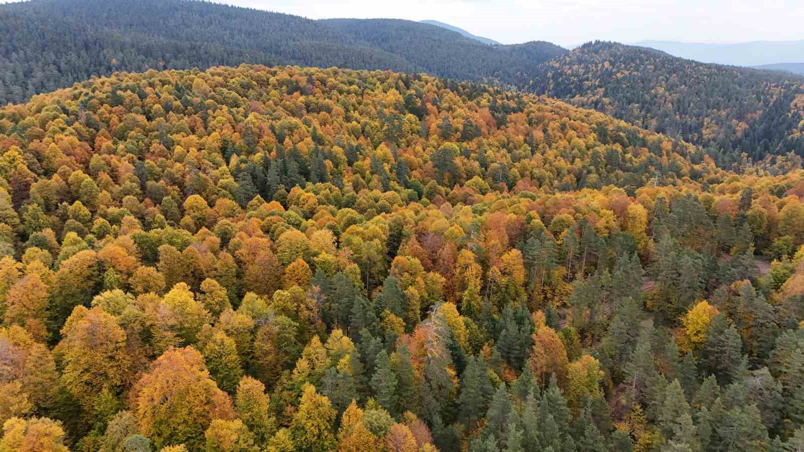 Karabük ormanlarındaki sonbahar renkleri mest ediyor