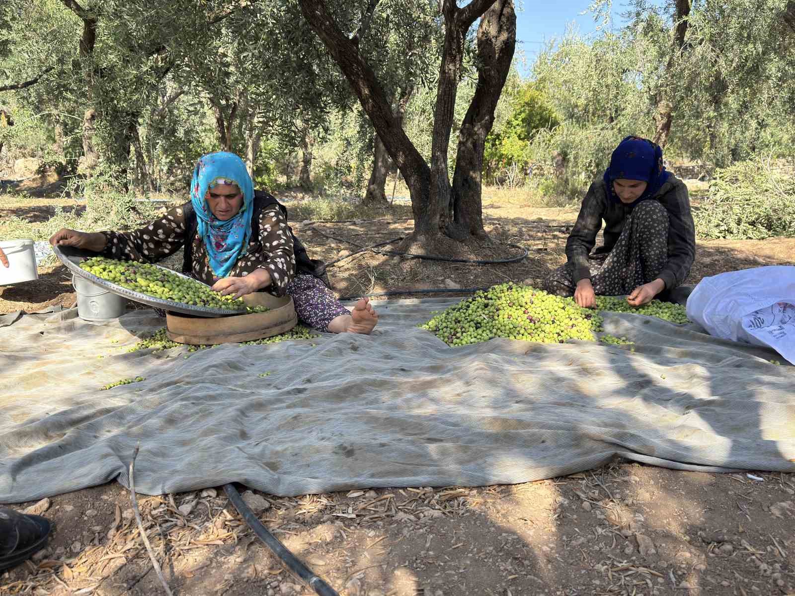 Coğrafi işaretli Derik zeytininde hasat başladı