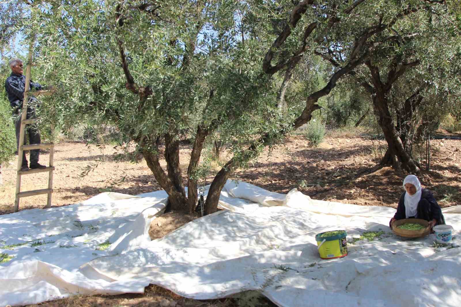Coğrafi işaretli Derik zeytininde hasat başladı