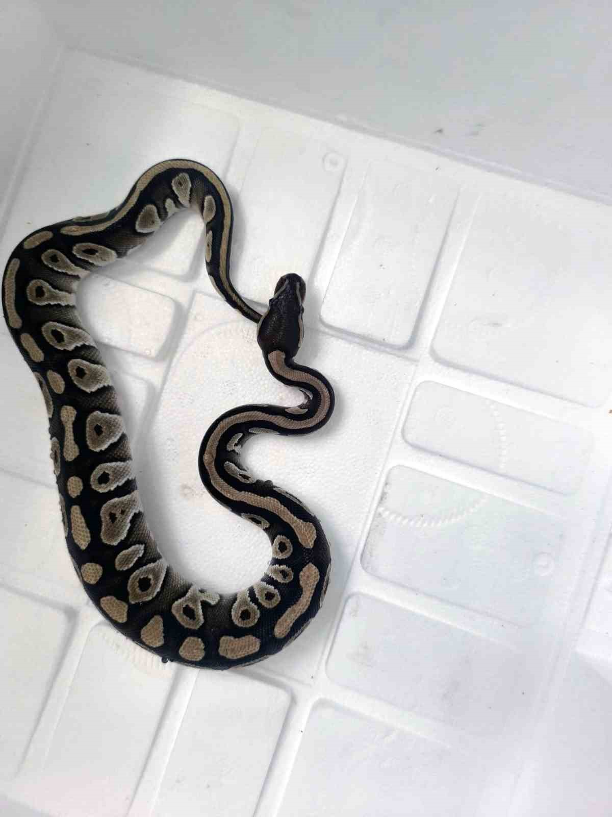 Cebinden yavru piton yılanı &ccedil;ıktı
