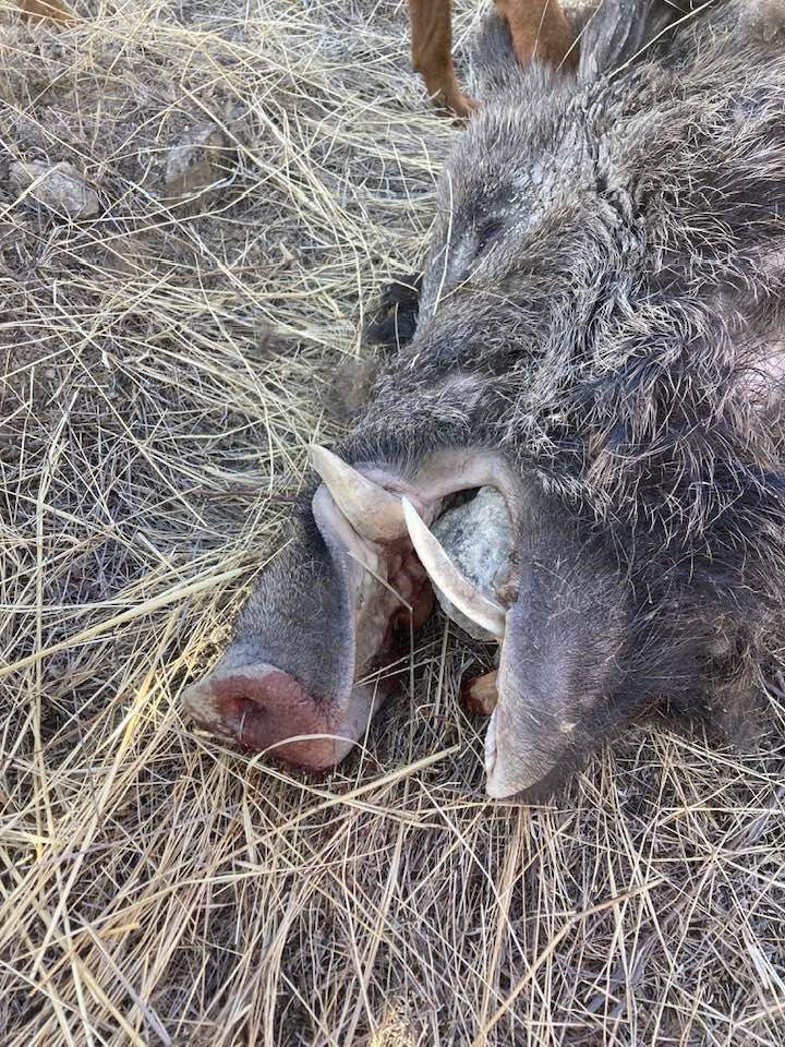 Elazığ&rsquo;da avcılar 250 kiloluk domuz avladı
