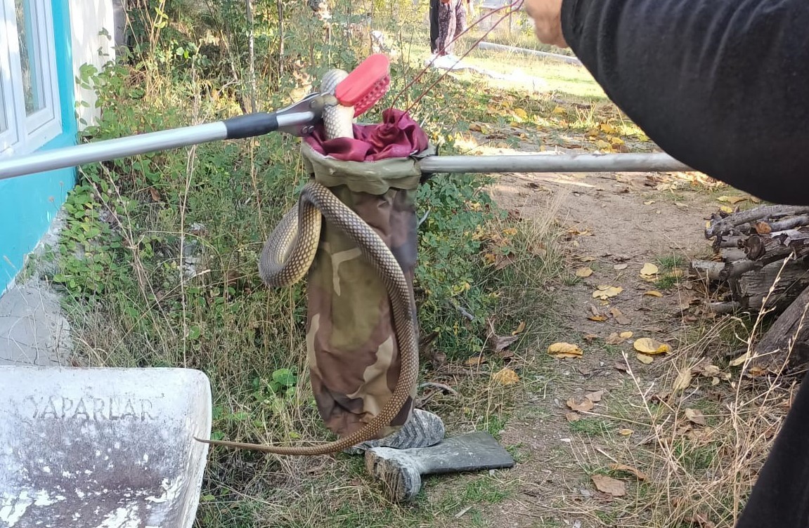 Eve giren yılan paniğe neden oldu
