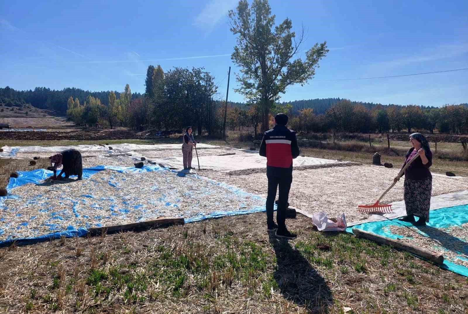 &Ccedil;avdarhisar Ağarı k&ouml;y&uuml;nde &ccedil;erezlik kabak hasadı başladı
