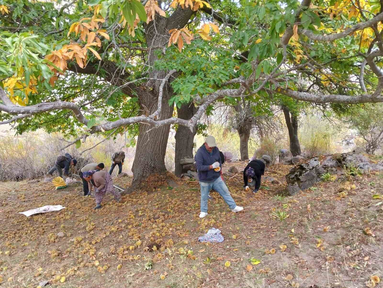 Şuhut&rsquo;ta kestane hasadı başladı
