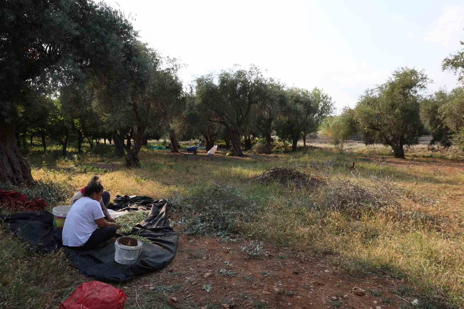Zeytin hasadına asırlık ağaçlardan başlandı 3 Zeytin hasadına asırlık ağaçlardan başlandı