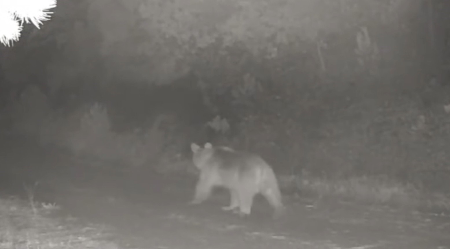 Ormanda yiyecek arayan anne ayı ve yavrusu fotokapanda
