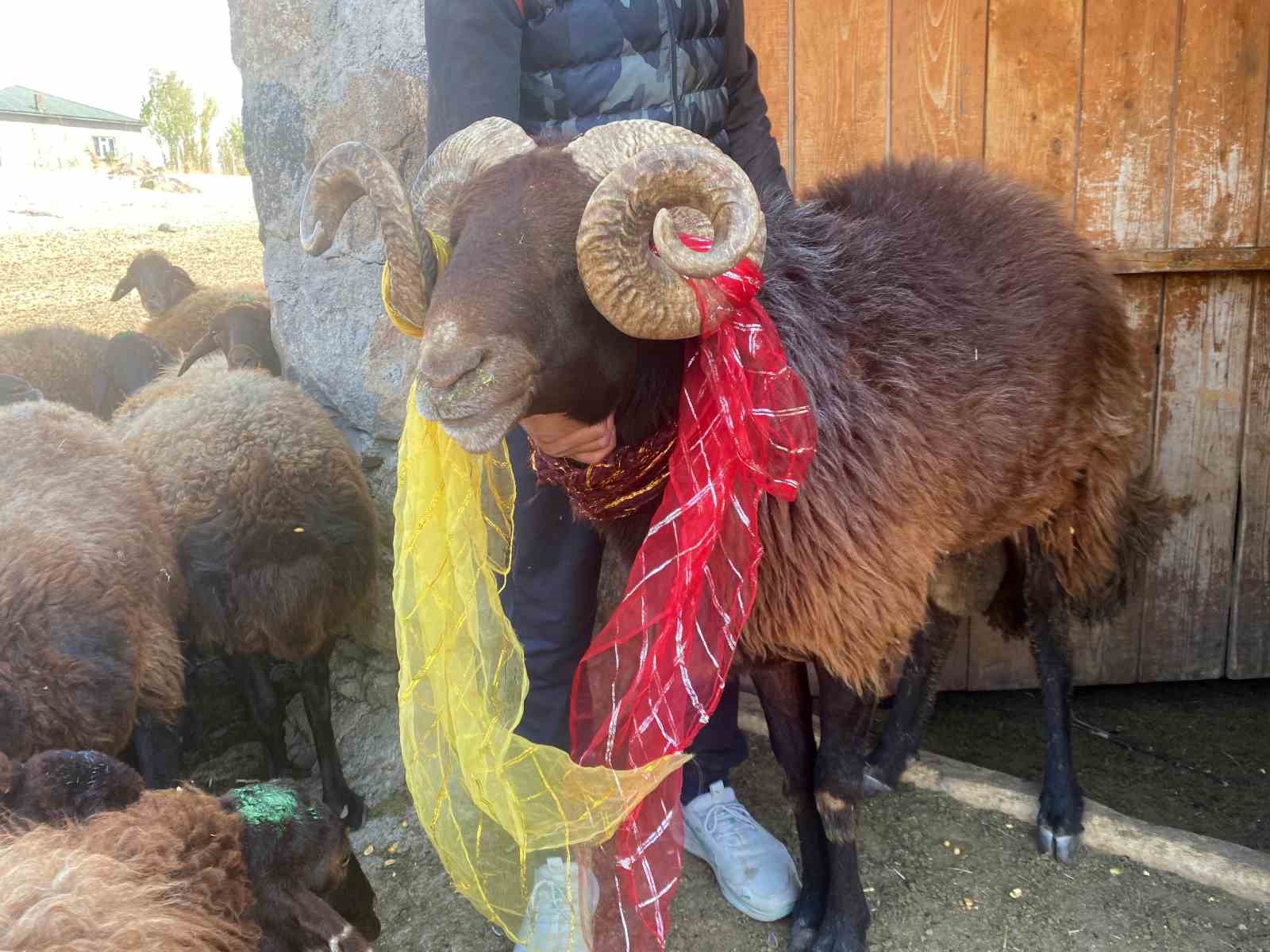 Yüzyıllık "koç katımı" geleneği Ağrı’da yaşatılıyor