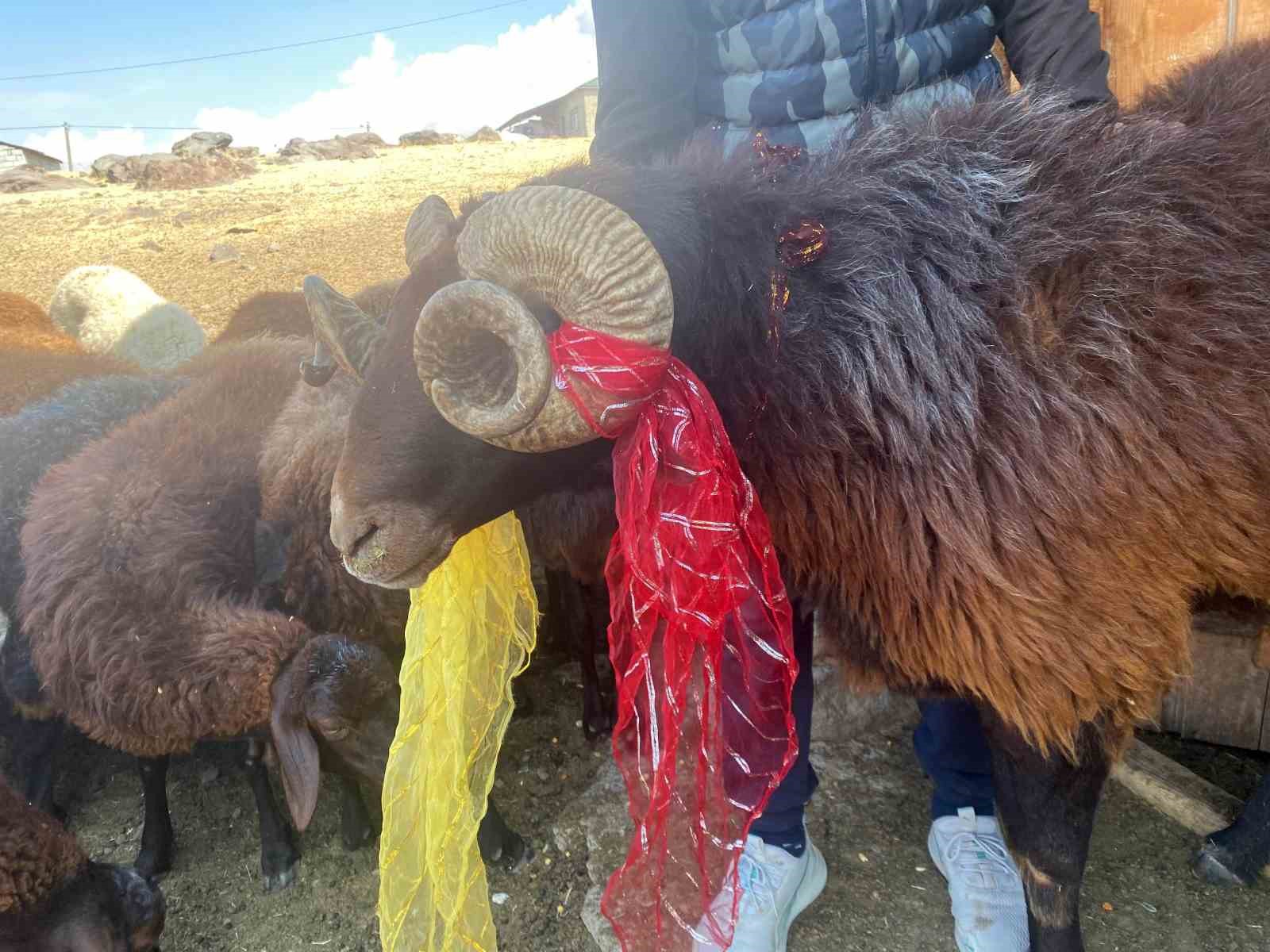 Y&uuml;zyıllık "ko&ccedil; katımı" geleneği Ağrı&rsquo;da yaşatılıyor
