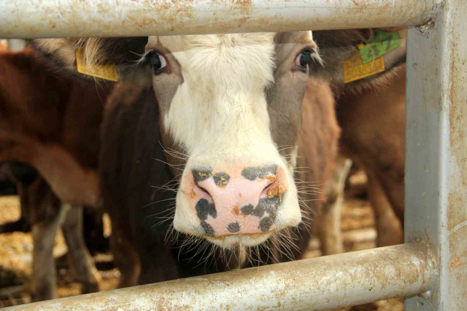 Çal’da 2 mahallede şap tespit edilmesi üzerine 19 mahalle karantinaya alındı