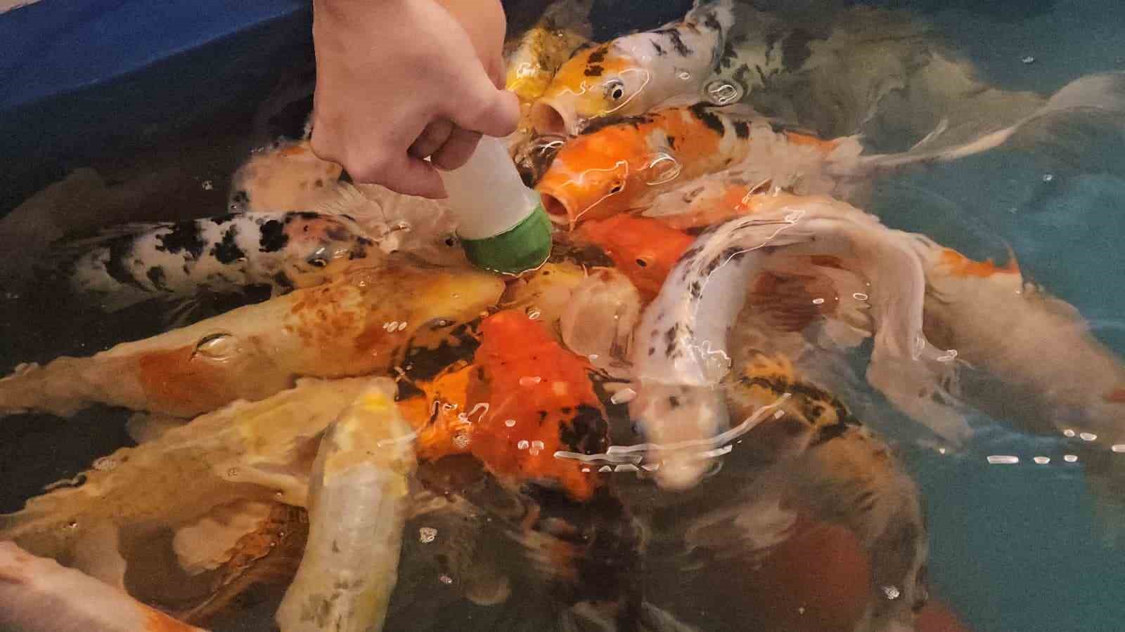 Minikler hem eğlendi hem de biberonla balık besledi