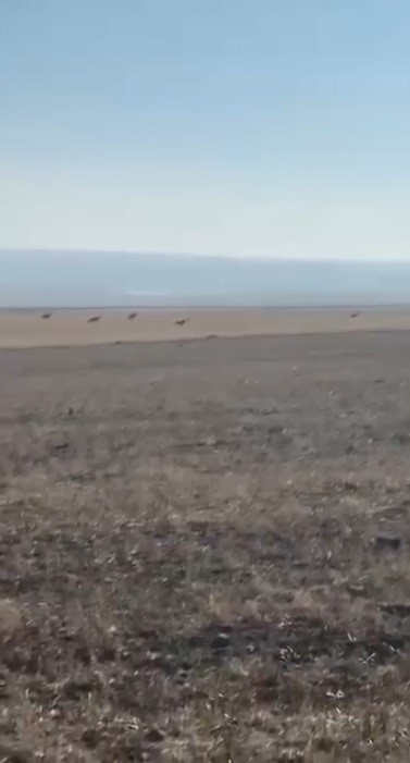 Kars’ta köye inen kurt sürüsü kamerada