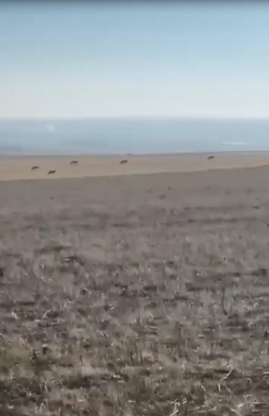 Kars’ta köye inen kurt sürüsü kamerada