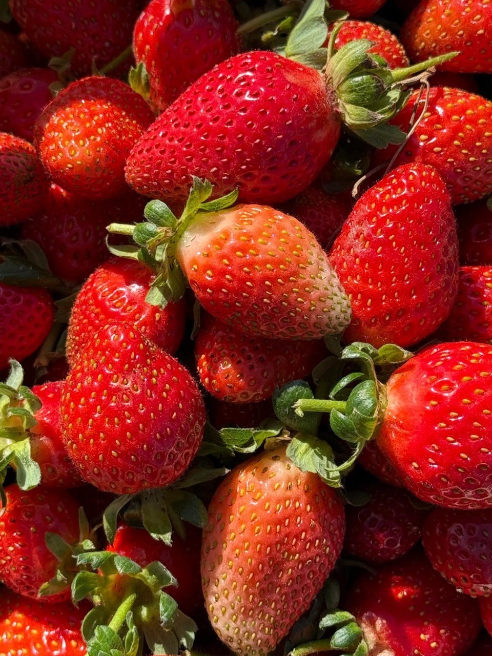 Erzincan&rsquo;da &ccedil;ilek &uuml;retimi yaygınlaşıyor
