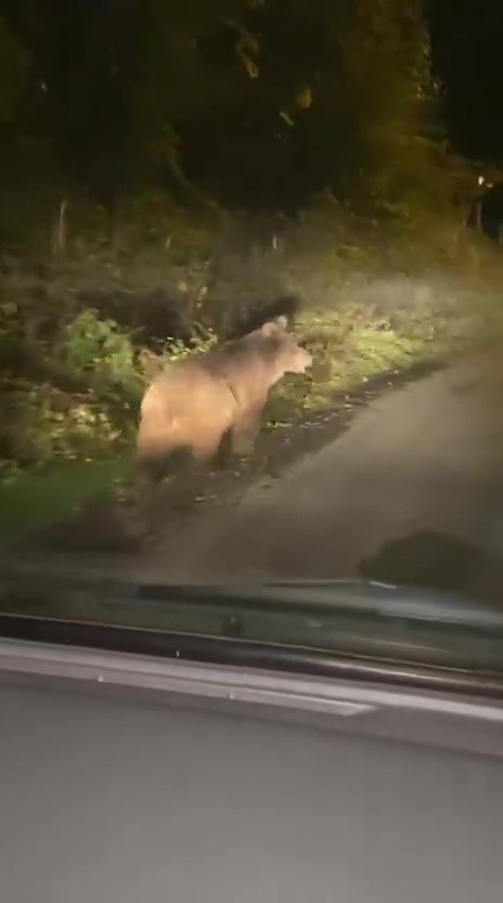 Zonguldak’ta bozayı amatör kameraya yansıdı