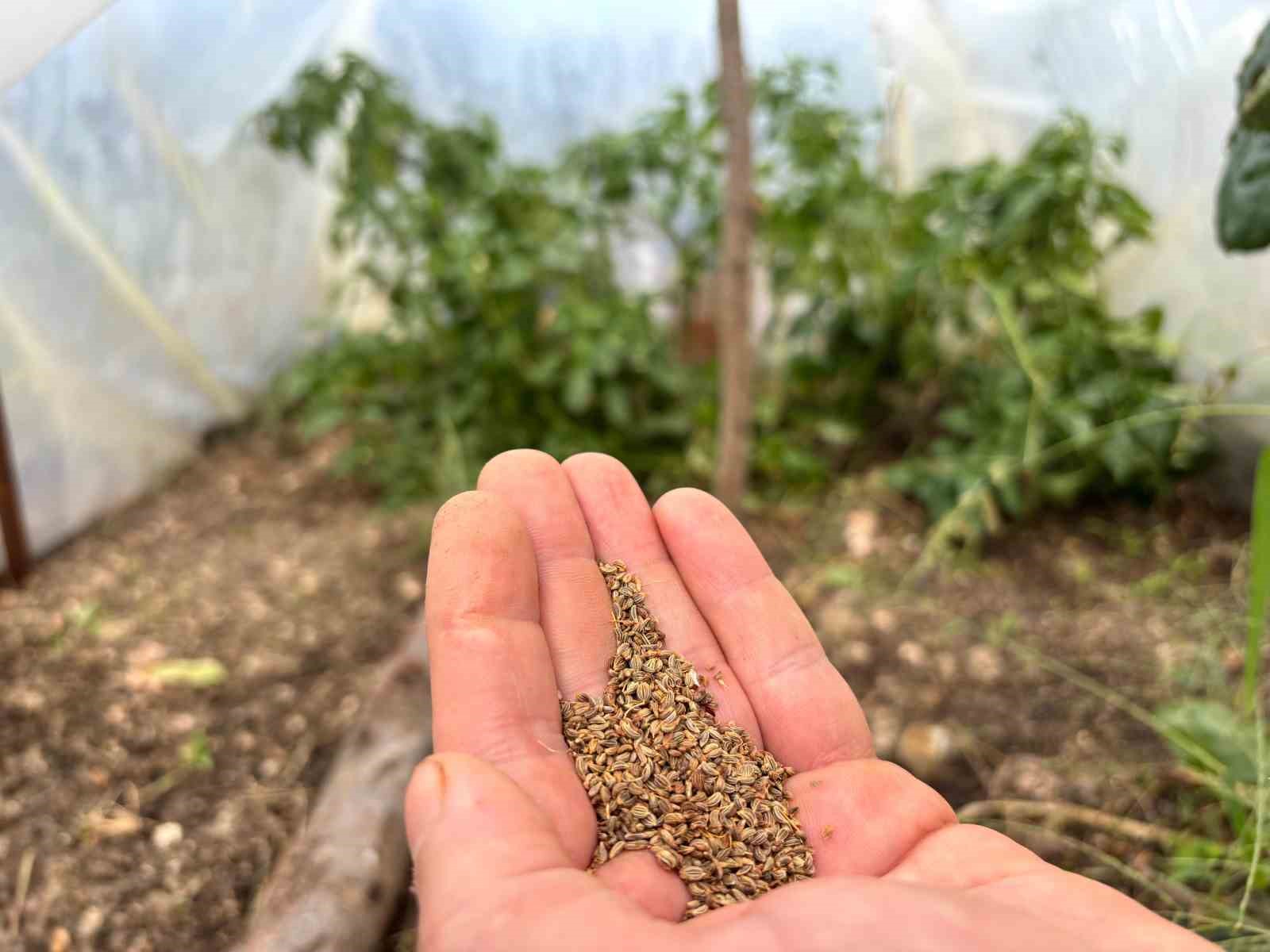 Bir balkonun bereketi, ülkenin umudu oldu