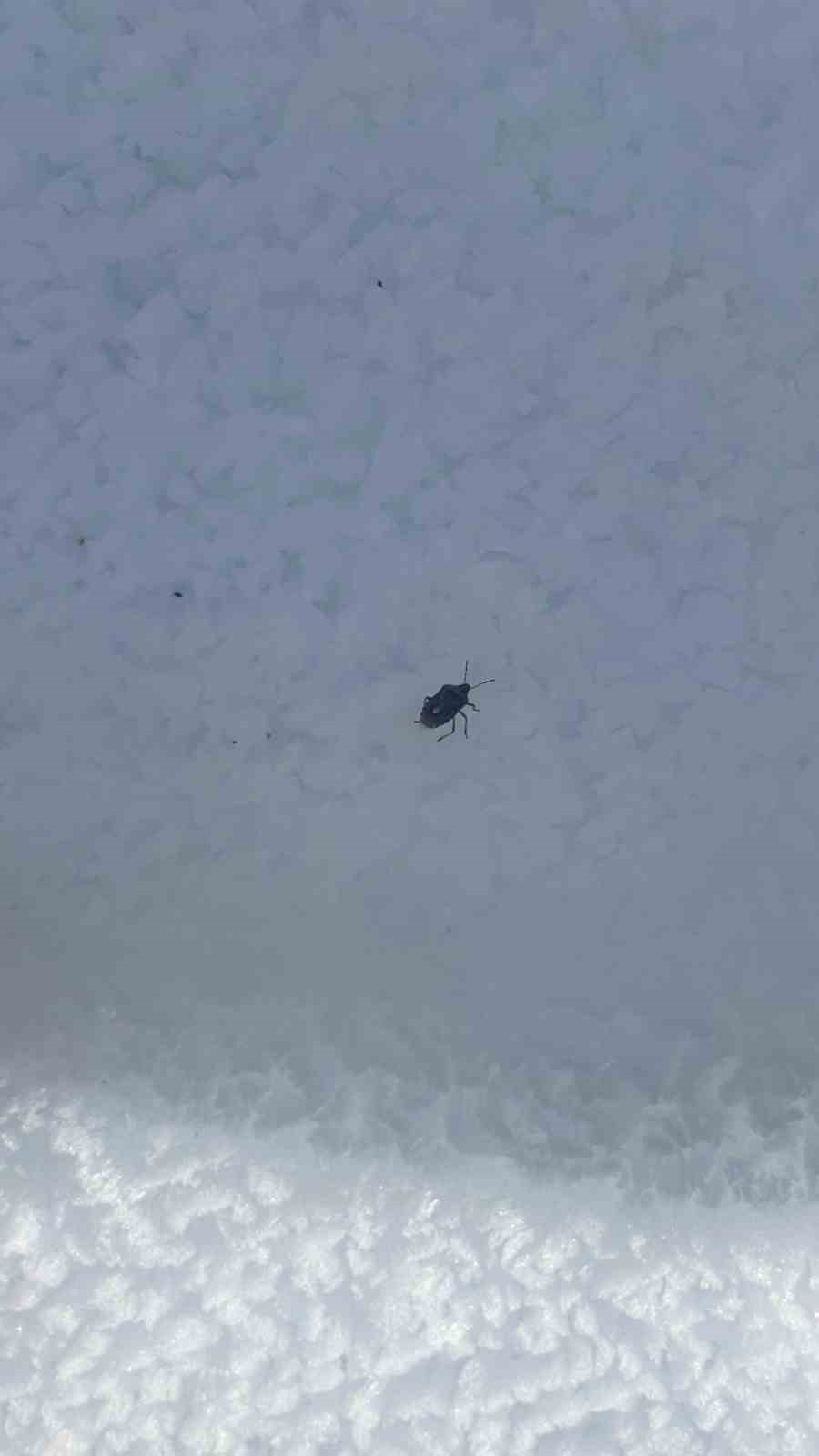 Bingöl’de 2 bin 884 metrede kahverengi kokarca böceği görüldü