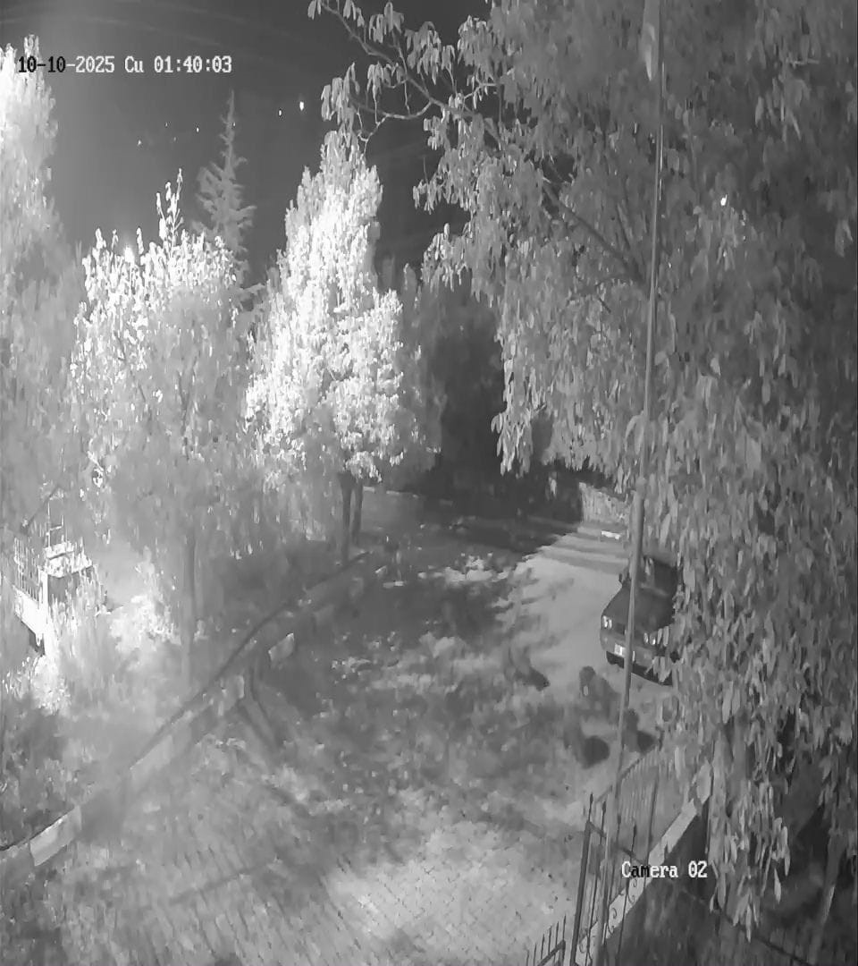 Antalya&rsquo;da domuz s&uuml;r&uuml;s&uuml; gece yarısı k&ouml;ye indi: O anlar kameraya yansıdı
