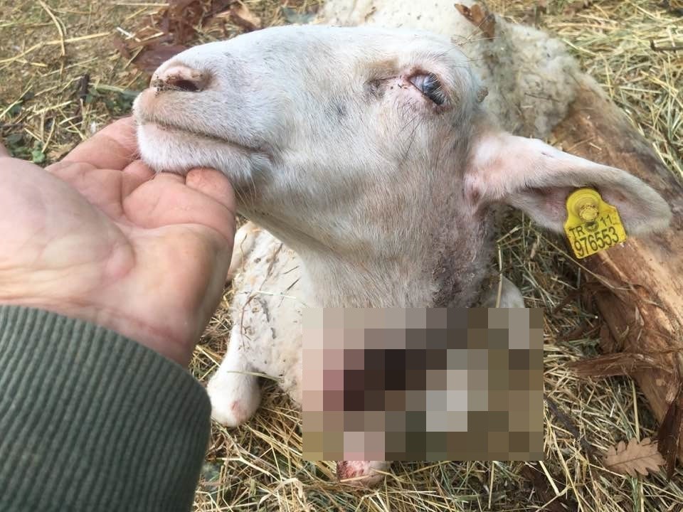 Sürüden ayrılan koyunları kurt telef etti