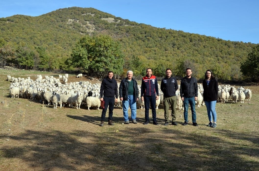 Bolu’da tiftik keçisine 3 milyon liralık destek
