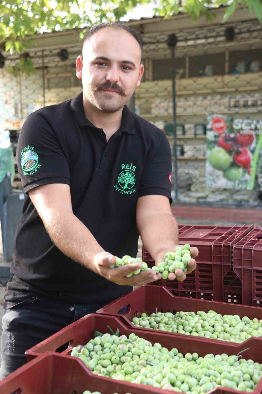 Fethiye&rsquo;de zeytin hasadı başladı