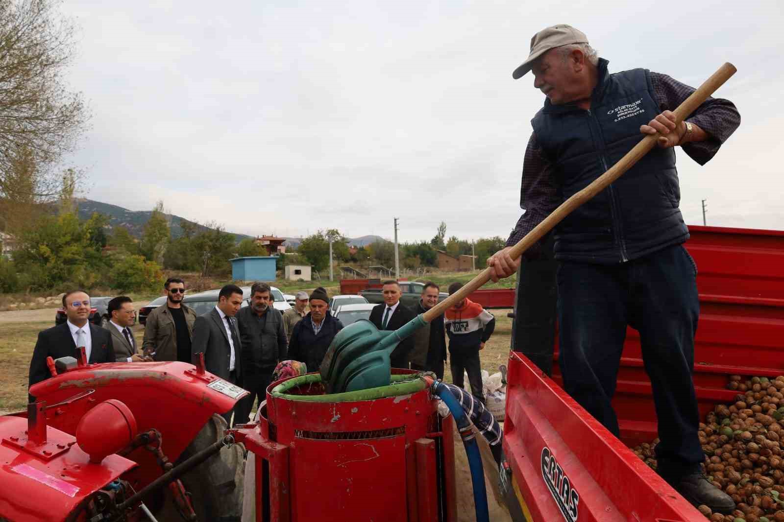 Dinar&rsquo;da ceviz hasadı başladı
