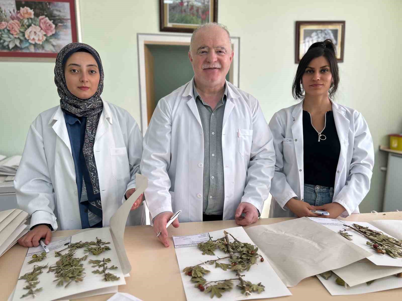 90 bin bitki örneğiyle bilimsel bir hazine: VANF Herbaryumu