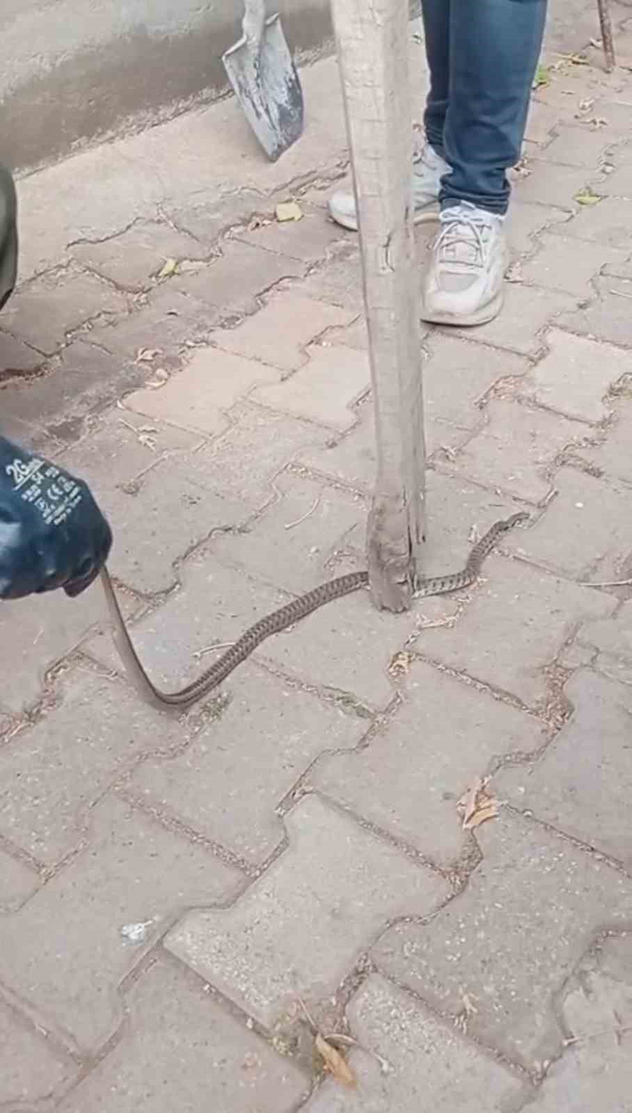 Mahallelinin korkulu r&uuml;yası olan yılan, 3 g&uuml;nl&uuml;k n&ouml;bet sonrası yakalandı
