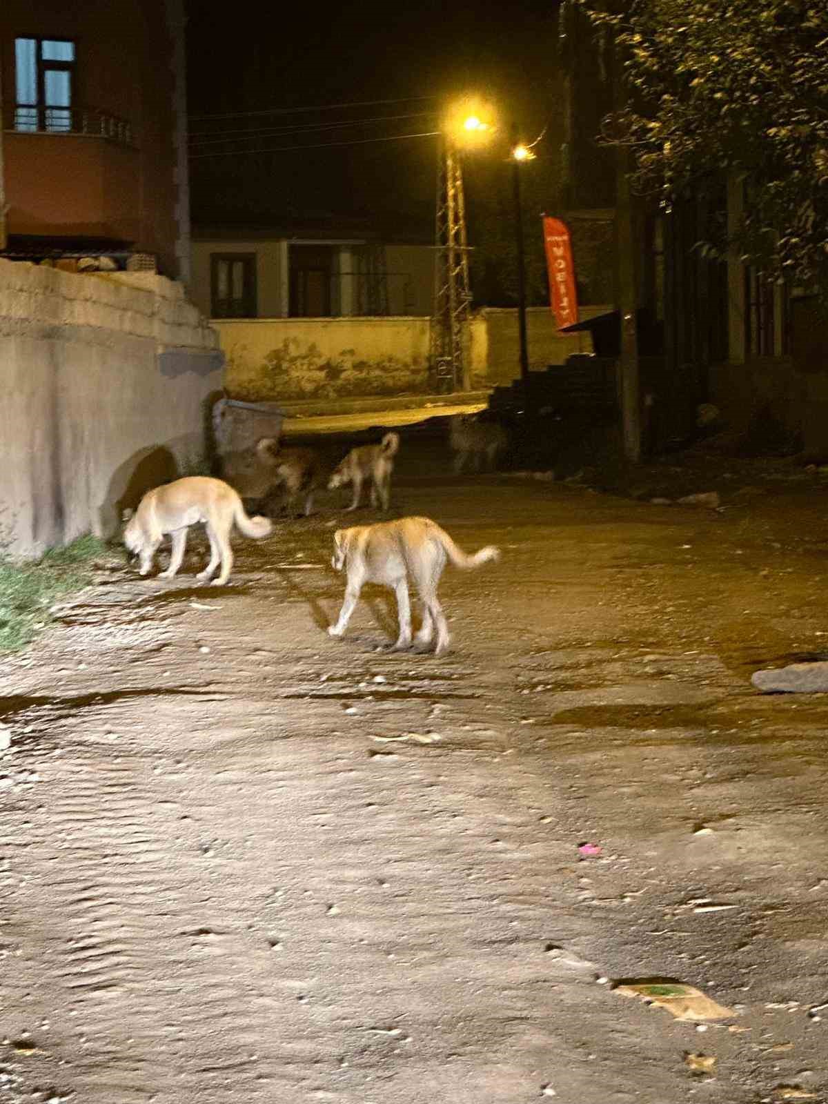 Kağızman&rsquo;da sokak k&ouml;pekleri tehlike sa&ccedil;ıyor: Vatandaşlar ve veliler tedirgin

