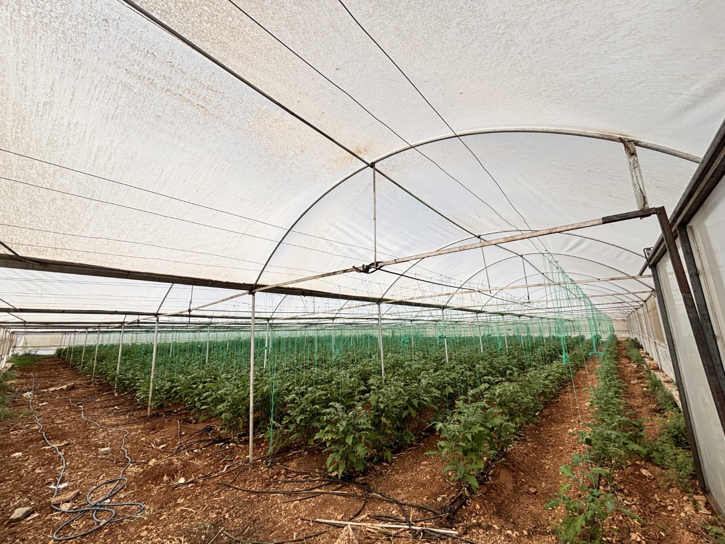 Eyy&uuml;biye Sera Kent&rsquo;te y&uuml;zlerce s&uuml;s bitkisi ve sebze yetiştiriliyor
