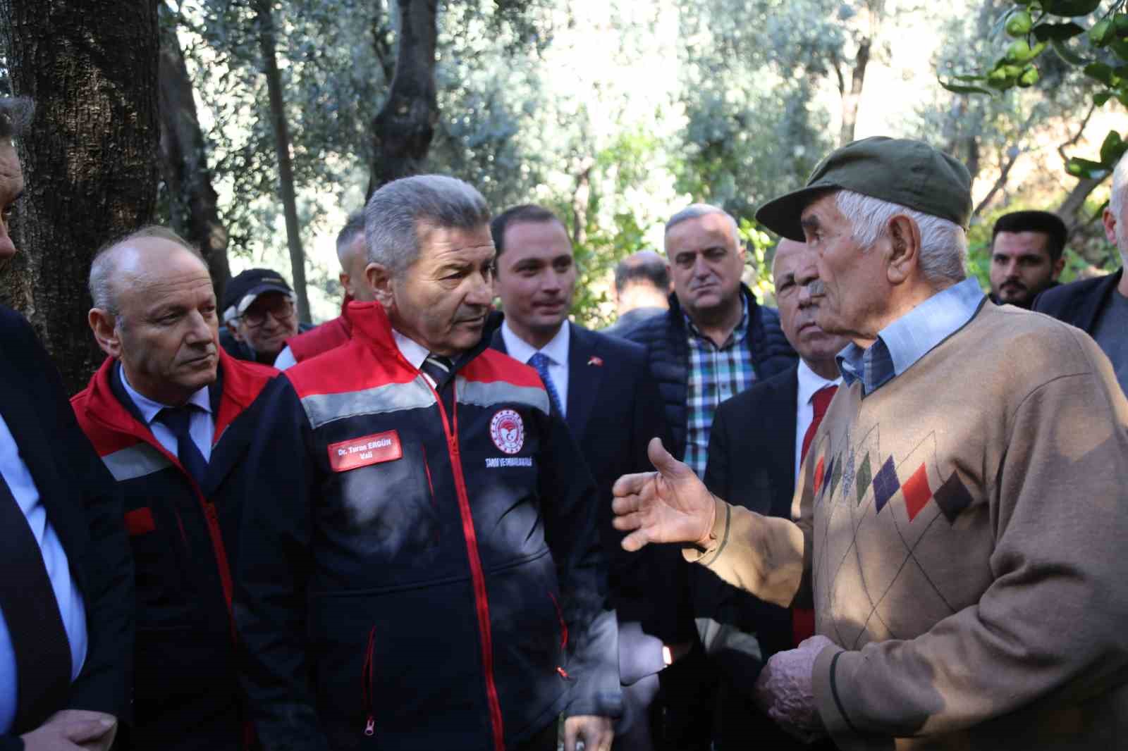 Artvin’de üstün lezzet ödüllü Butko zeytininin hasadı başladı