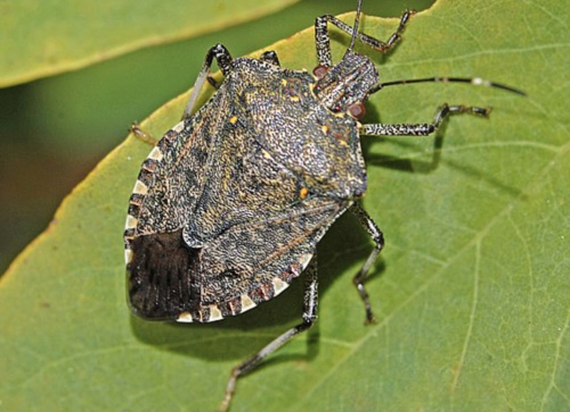 Karadeniz&rsquo;in korkulu r&uuml;yası Sivas&rsquo;ta g&ouml;r&uuml;ld&uuml;

