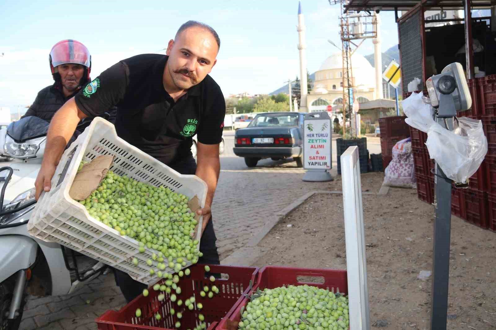 Fethiye’de zeytin hasadı başladı