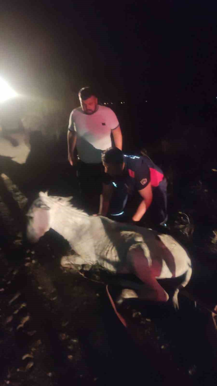 Balçığa saplanan eşek vinçle kurtarıldı