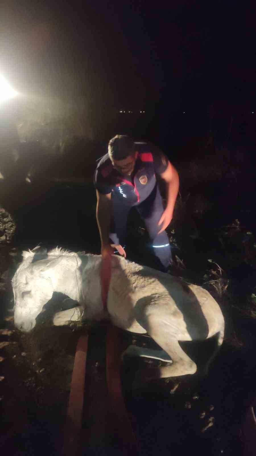 Balçığa saplanan eşek vinçle kurtarıldı
