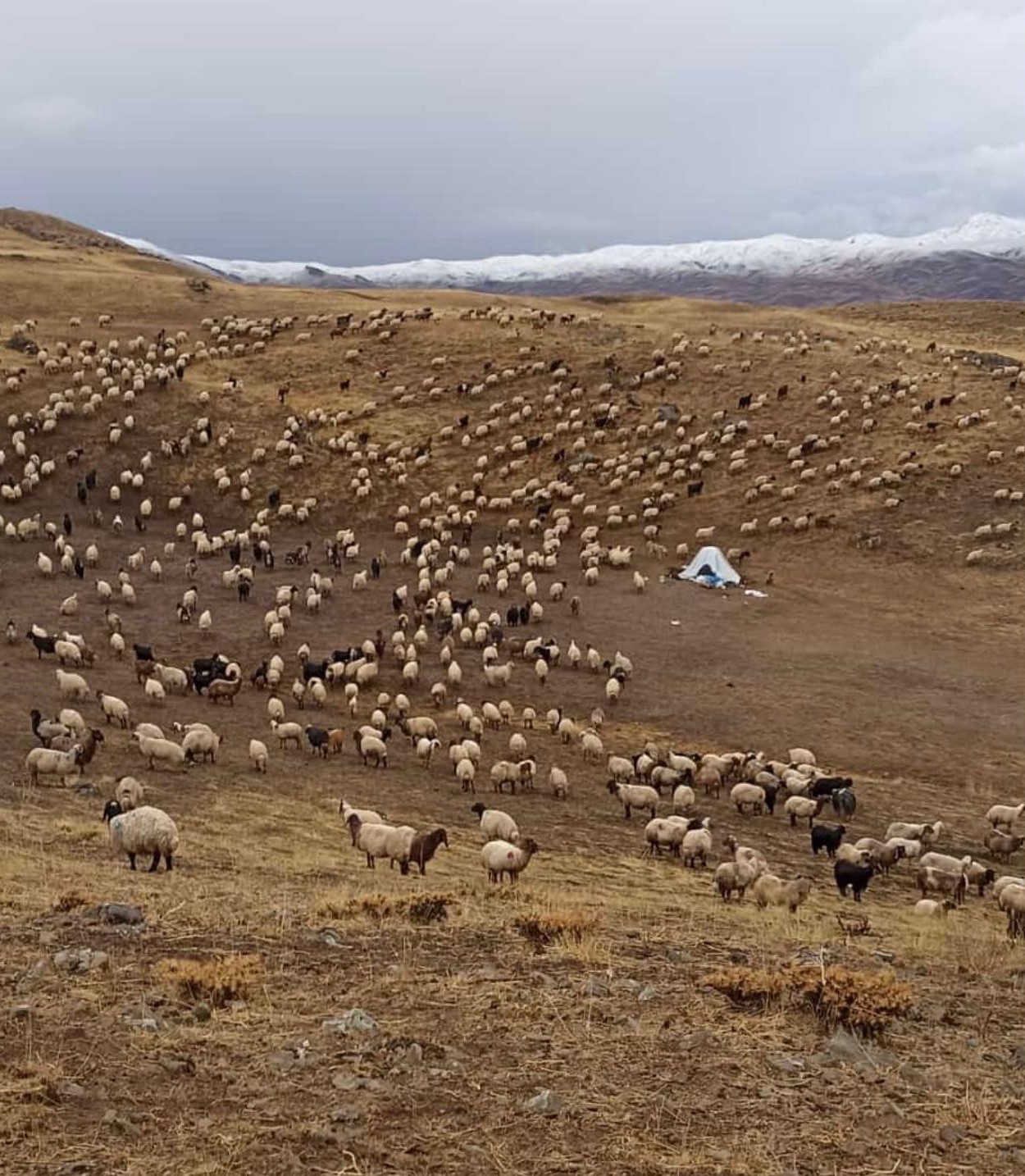 Şırnak&rsquo;ta kar yağışı erken başladı
