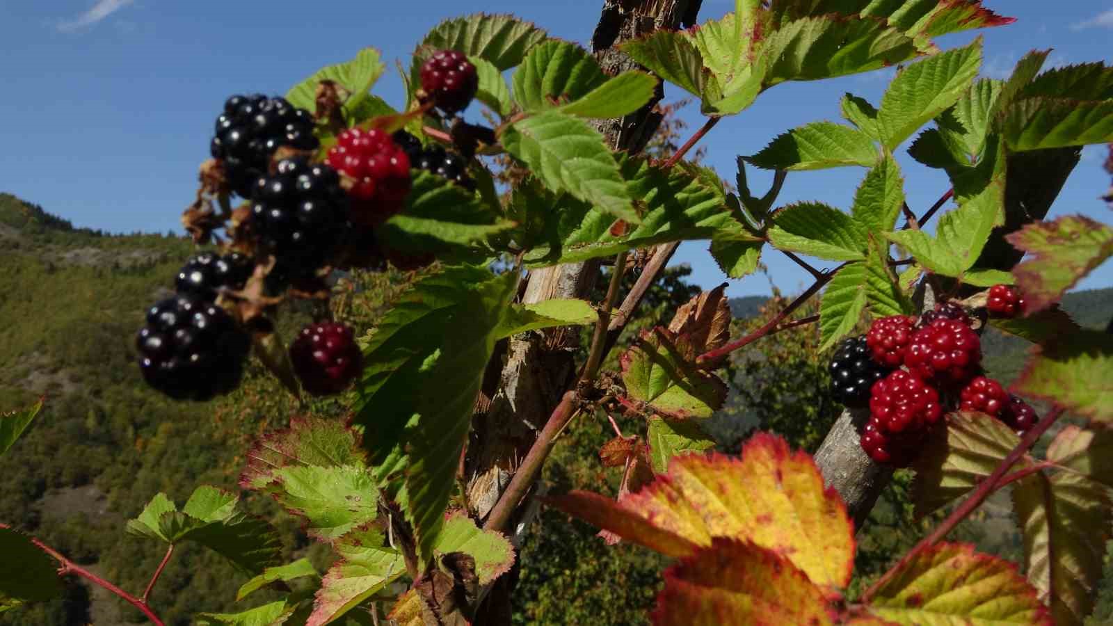 Doğanın şifasını organik üretimle buluşturdu