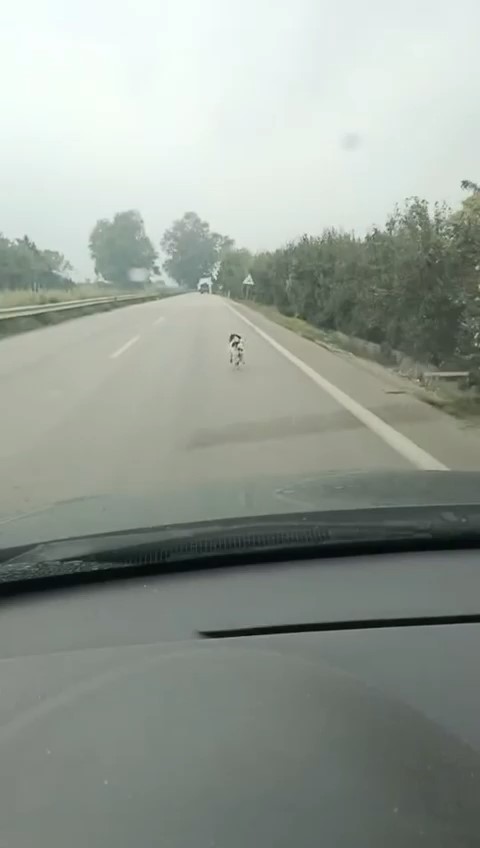 Bursa&rsquo;da yağmura aldırış etmeden koşan köpek yürekleri burktu