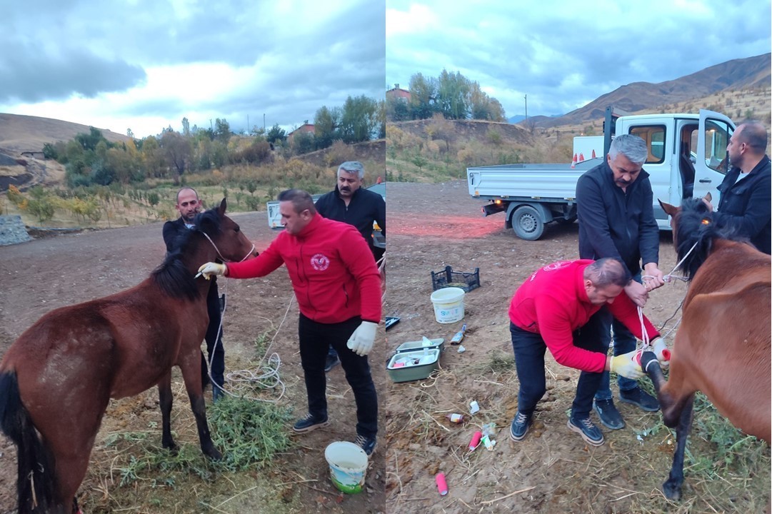 Hakkari’de ayağı kırık at kurtarıldı