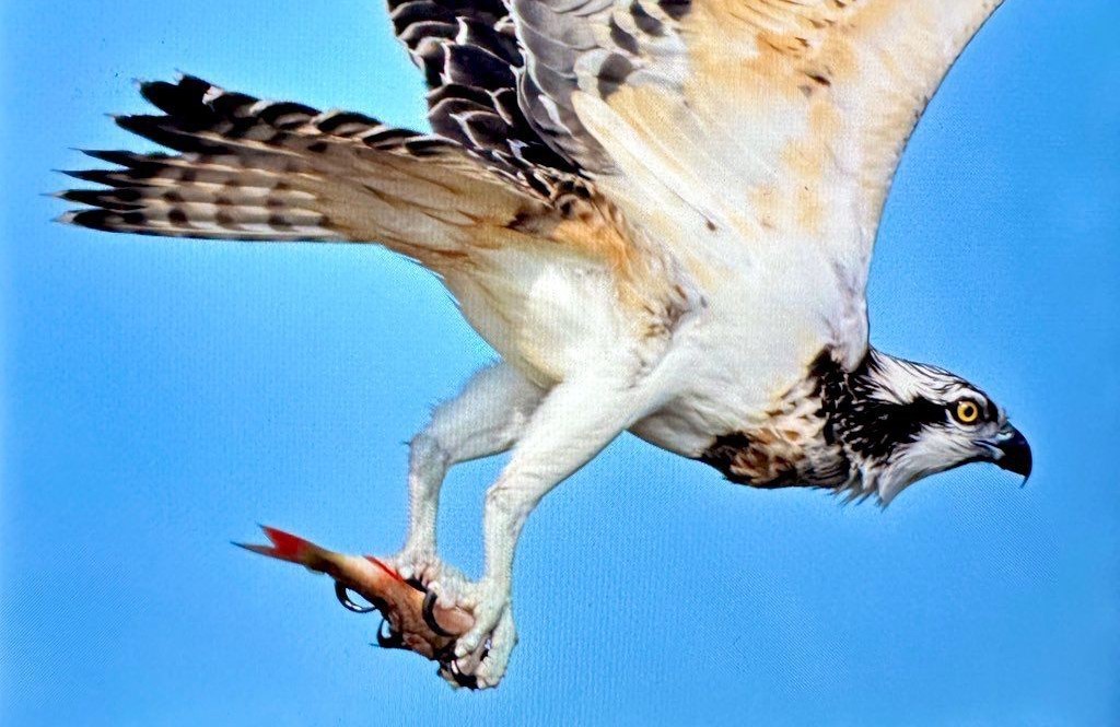 Türkiye’de nadir görülen balık kartalı Bursa’da görüntülendi
