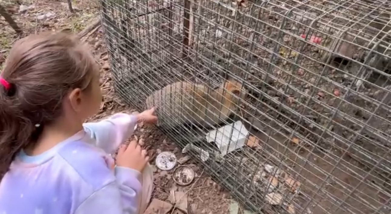 Yakalanan tilkiyi g&ouml;ren k&uuml;&ccedil;&uuml;k kızın s&ouml;zleri y&uuml;rekleri ısıttı
