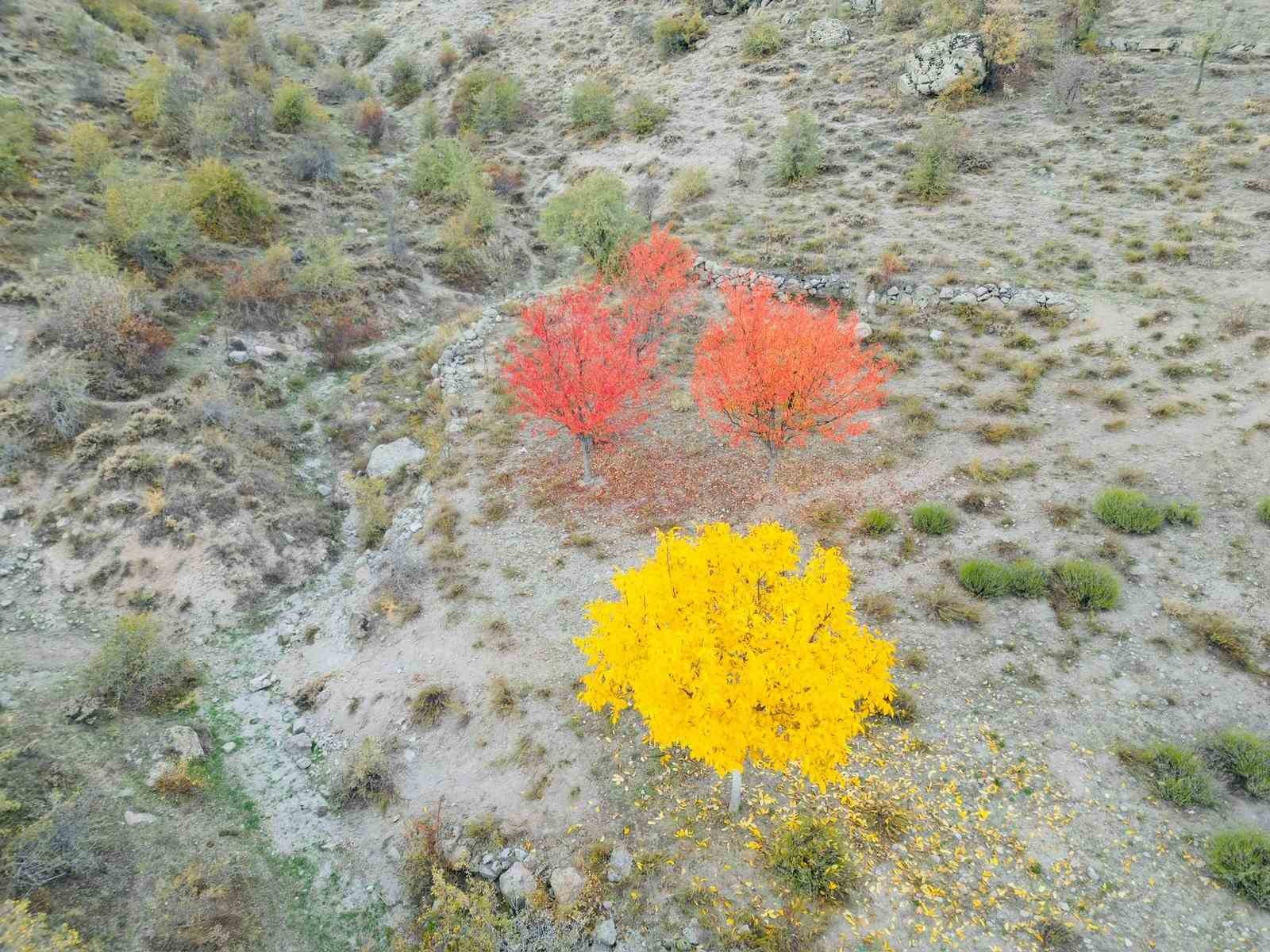 Yağlı boya tablolarını andıran sonbahar manzarası
