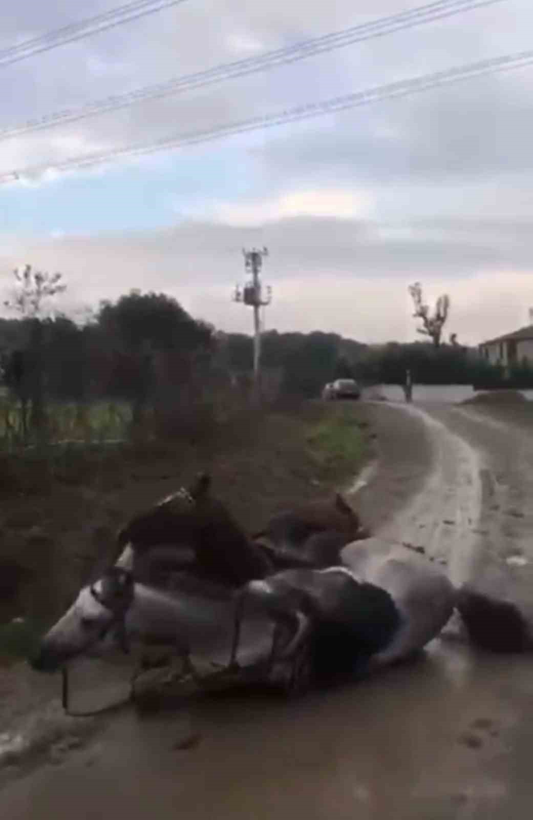 Elektrik akımına kapılan at telef oldu
