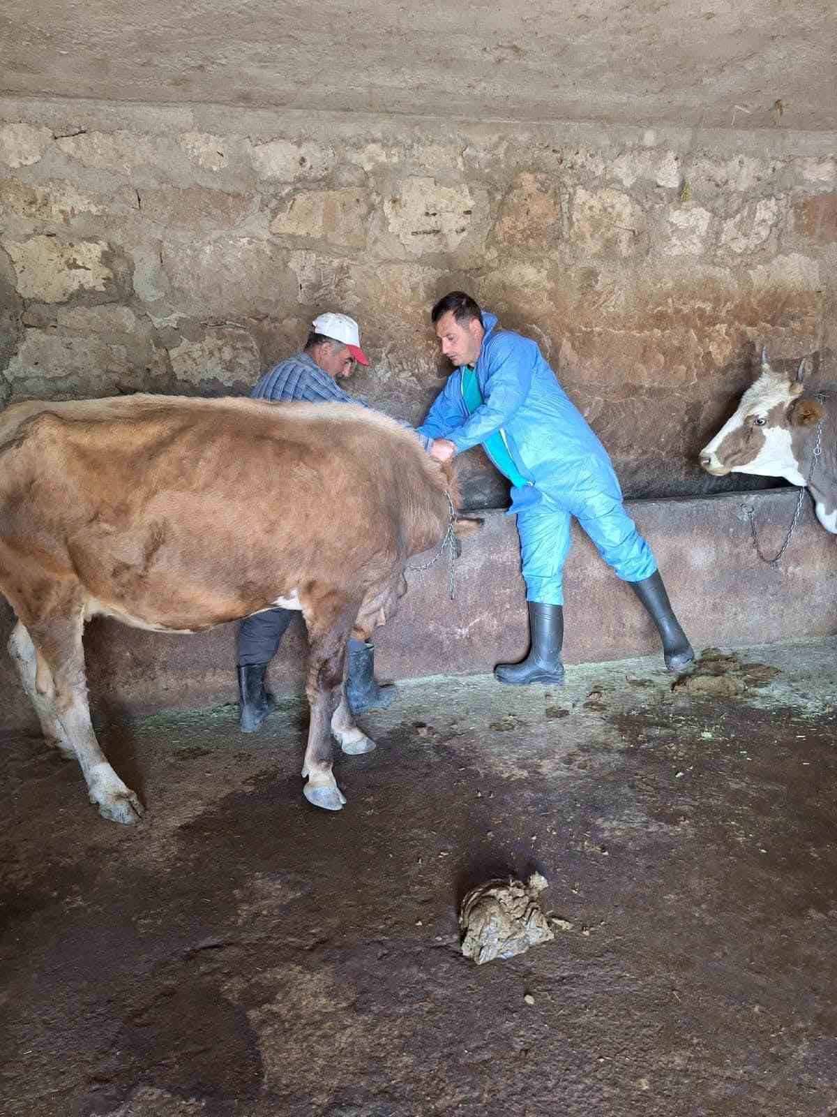 Güroymak’ta şap aşısı çalışmaları aralıksız sürüyor