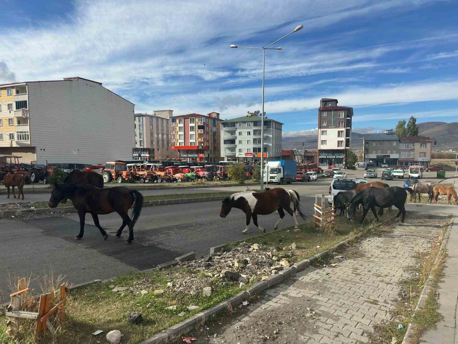 Trafikte başıboş atlar tehlike saçmaya devam ediyor