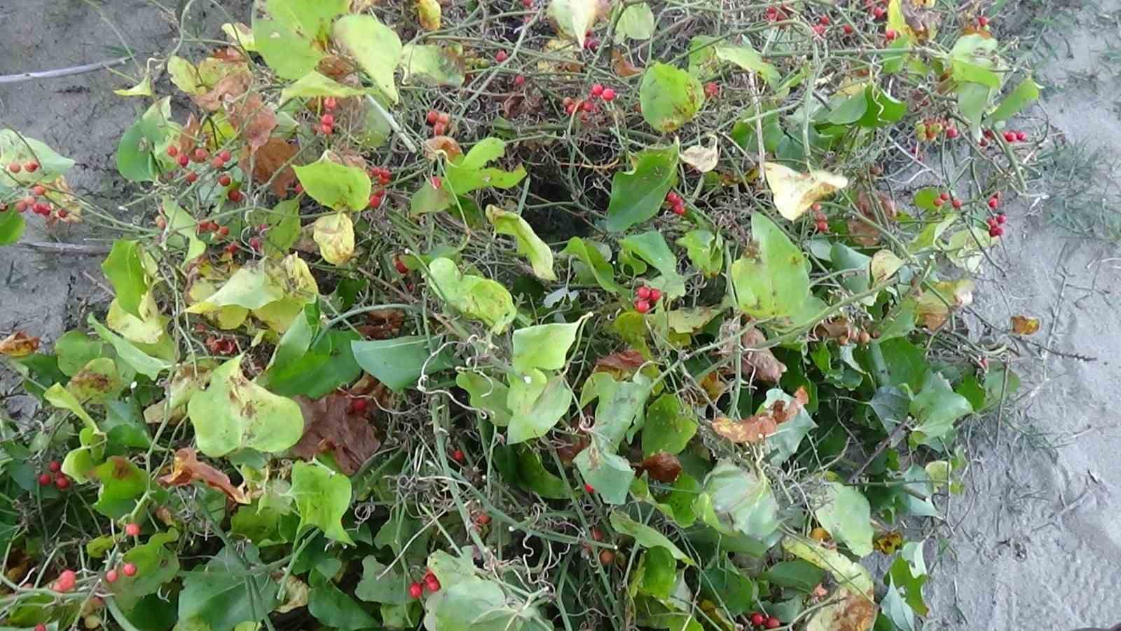 Sinop’ta Roman vatandaşların "kokina" mesaisi: İstanbul’dan gelip topluyorlar