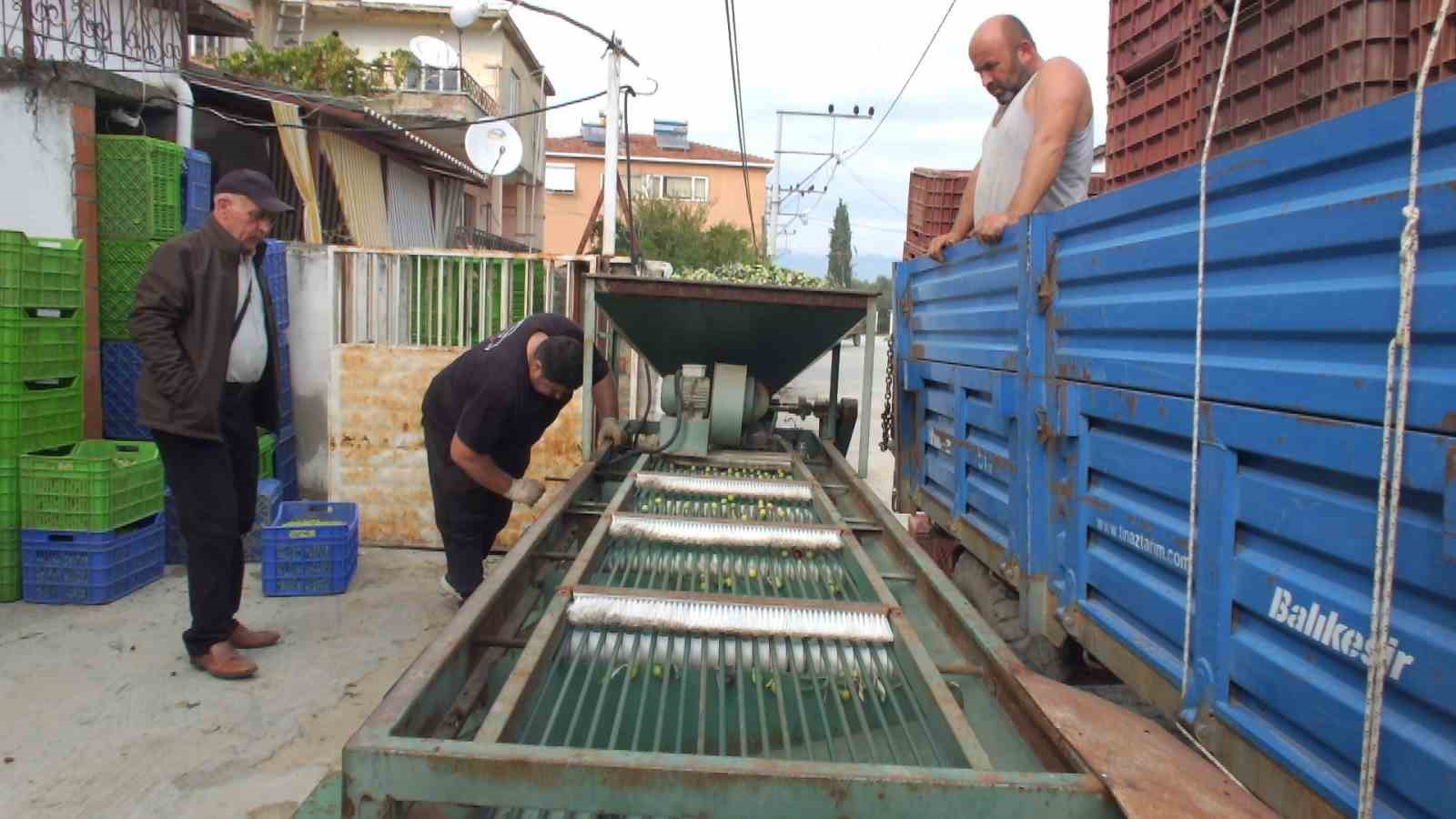 Balıkesir’de elekler kuruldu yeşil zeytin hasadı başladı