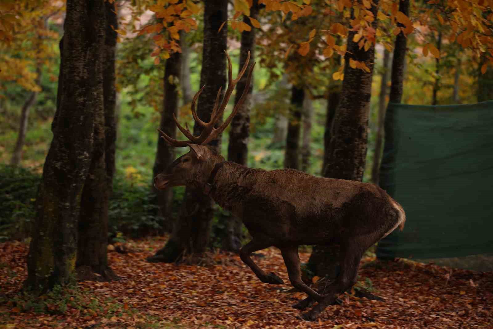 7 kızıl geyik doğaya salındı, GPS ile adım adım takip edilecek
