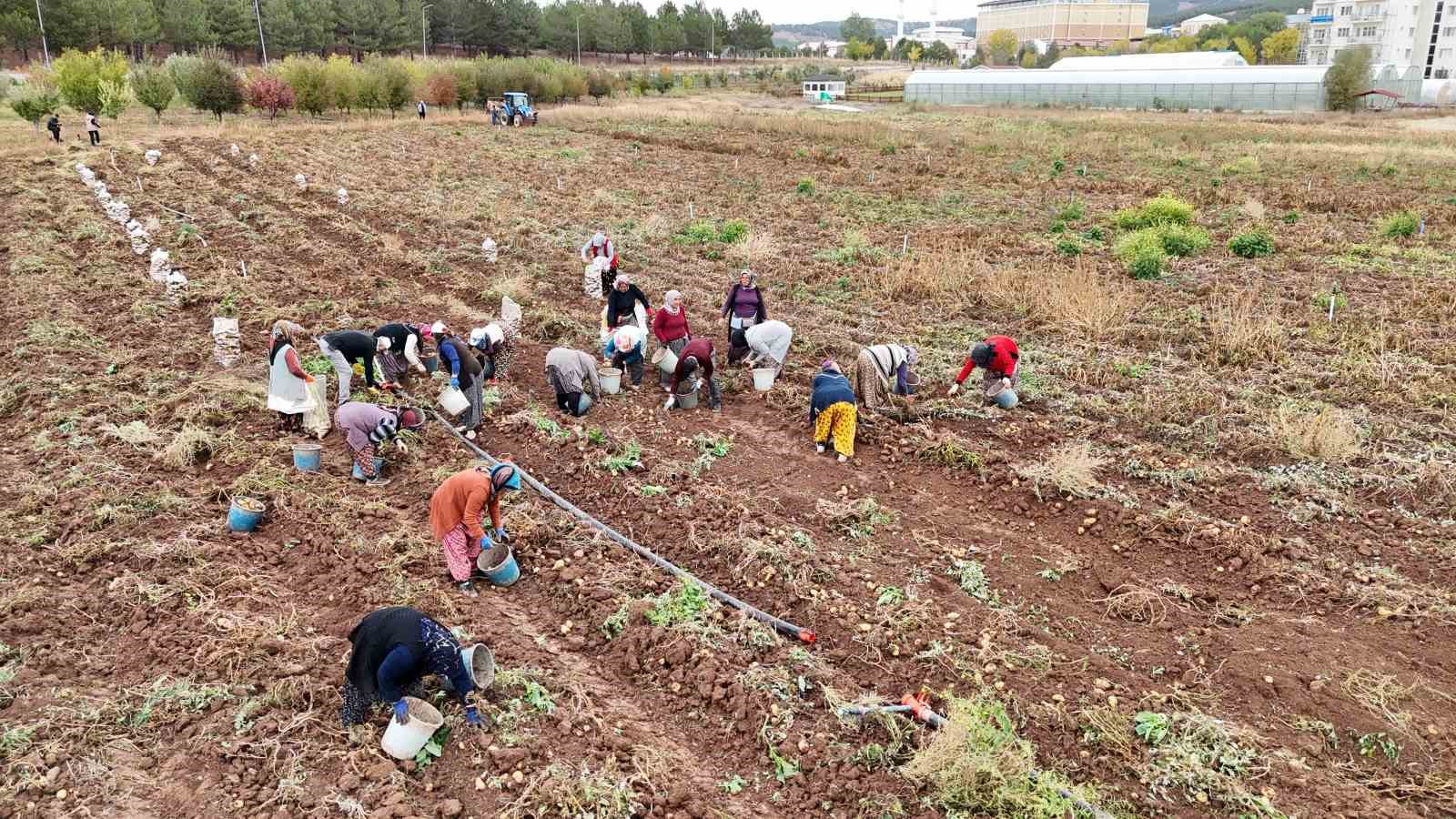 ’Akademik’ patateslerin hasadı başladı