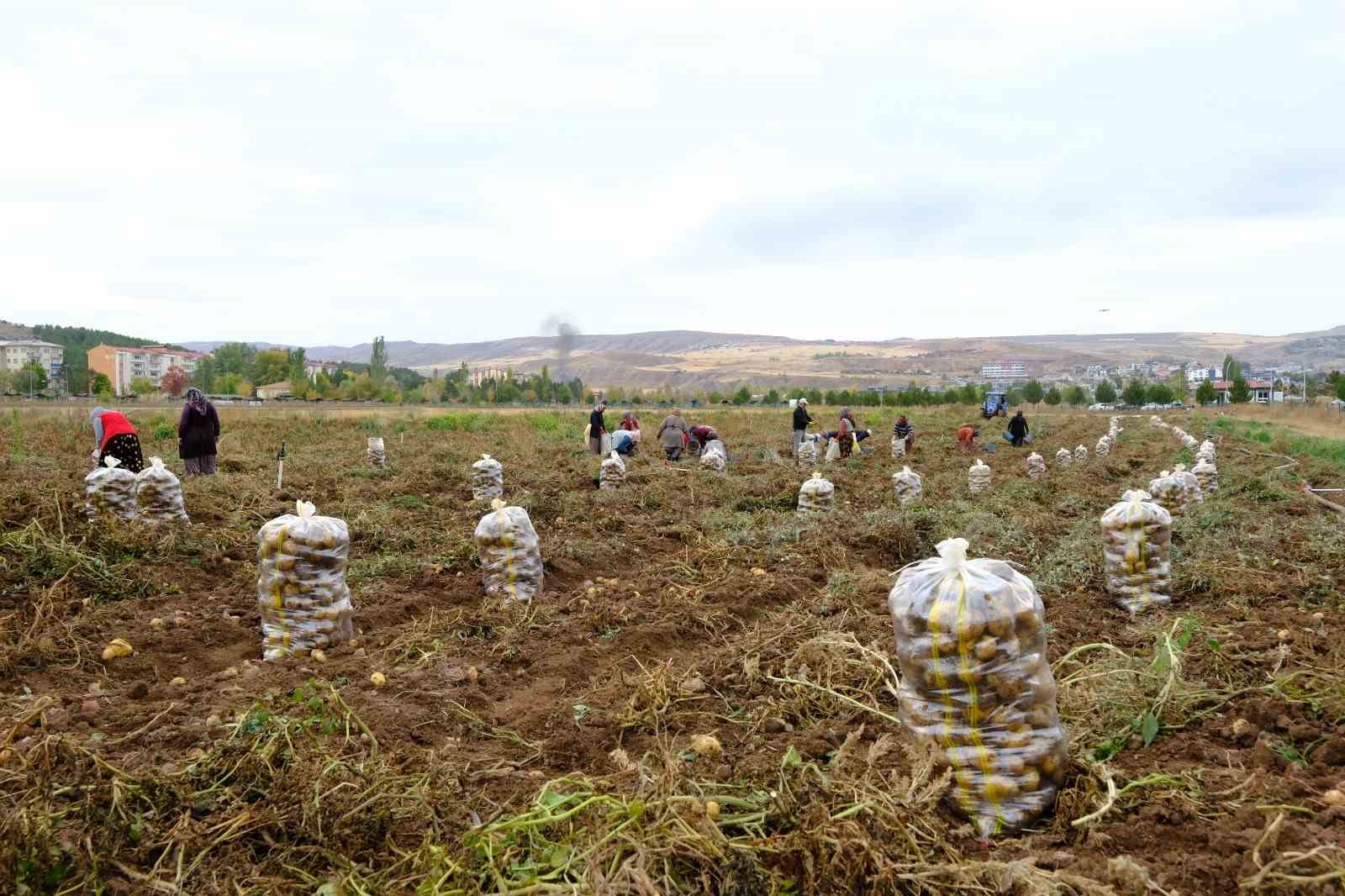 &rsquo;Akademik&rsquo; patateslerin hasadı başladı
